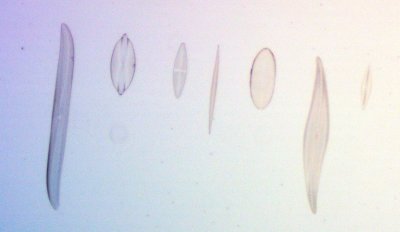 Carolina diatoms Eclipse 10x BF.jpg