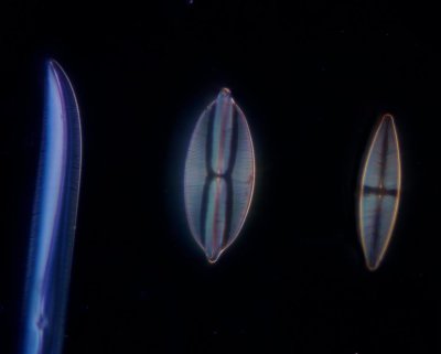 Carolina diatoms Eclipse 40x DF.jpg