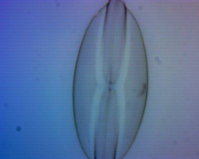 Carolina diatoms Eclipse 100x BF.jpg
