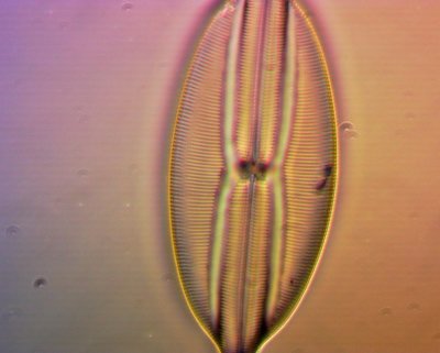 Carolina diatoms Eclipse 100x DF.jpg