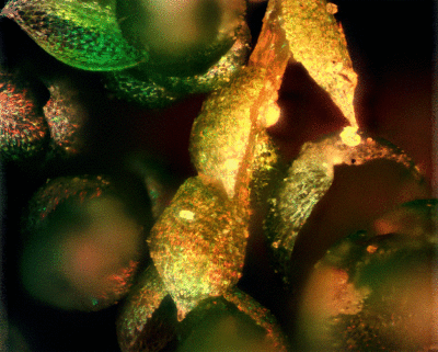 moss-10x-BD-DF-3D_stack.gif