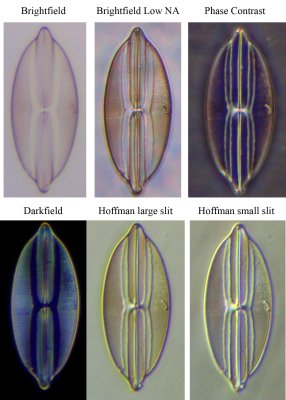 20x diatom 2 comparison large.jpg
