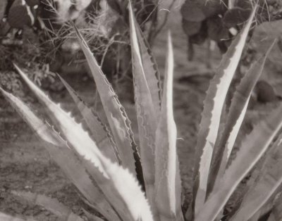 Agave warmtone.jpg