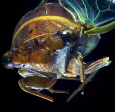 telecentric cicada