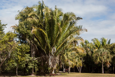 Cahoon Palm tree
