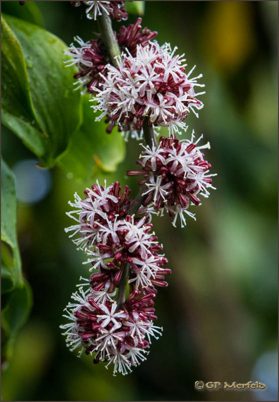 Dracaena: Blossom Stalk