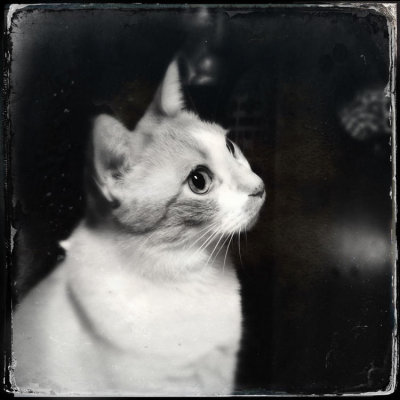 Buddy 03
