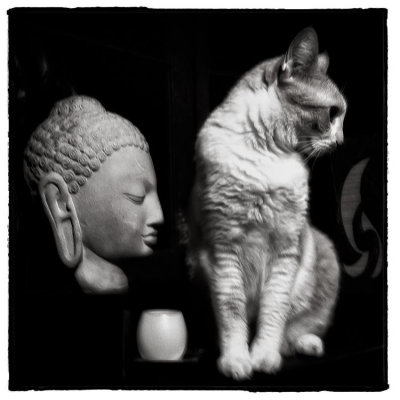 Buddy Profiles Buddha