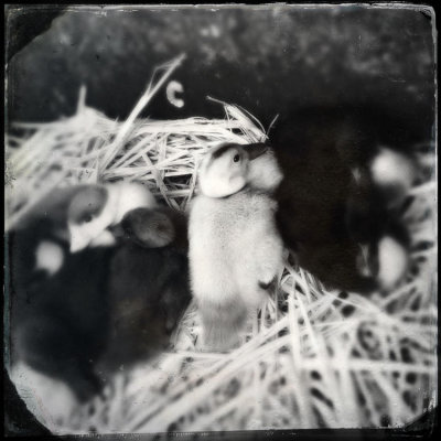 Ducklings