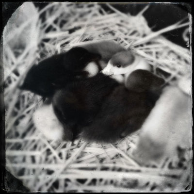 Ducklings 02