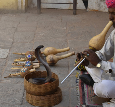 snake charmer sends us on our way