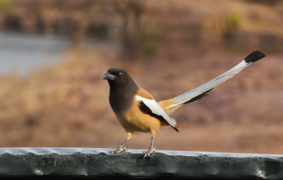  Rufous Treepie