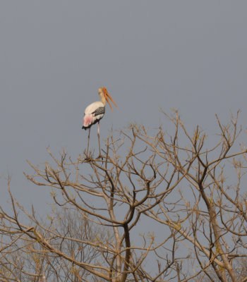 Painted Stork - none are sharp, just want to show the colors