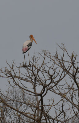  Painted Stork - none are sharp, just want to show the colors