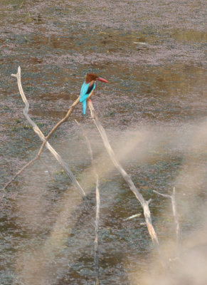  kingfisher - another poor focus color shot