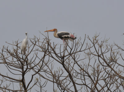 Painted Stork - none are sharp, just want to show the colors 