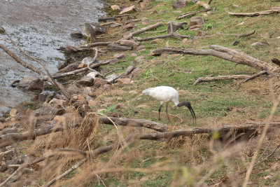  Black Headed Ibis