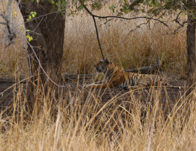  Bengal Tigress