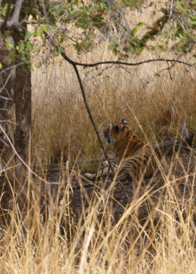   Bengal Tigress