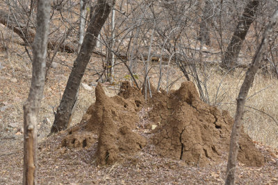  learned so much about termites