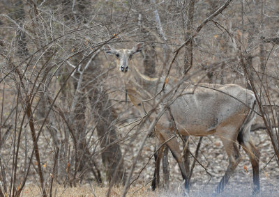 Nilgai cow 