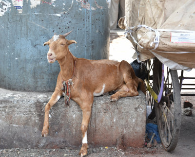  Dharavi Smiling Goat