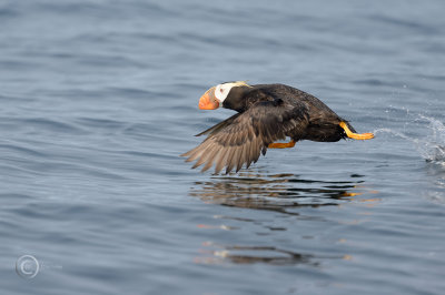 puffins