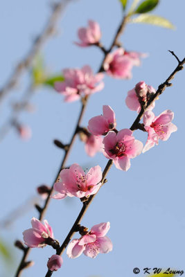 Peach blossom DSC_5027