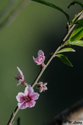 Peach blossom DSC_5040