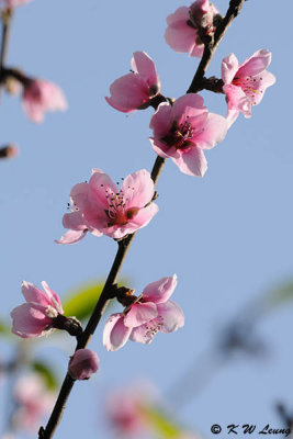 Peach blossom DSC_5022