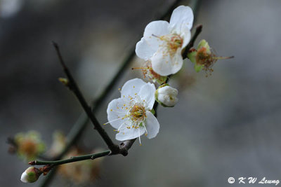 Plum blossom DSC_5144