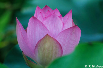 Lotus DSC_8052