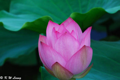 Lotus DSC_8047