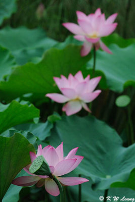 Lotus DSC_8859