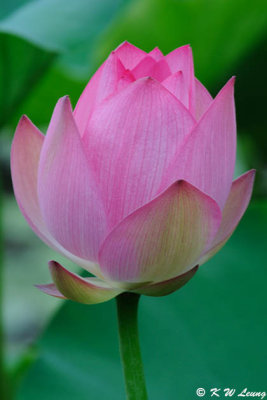 Lotus DSC_8807