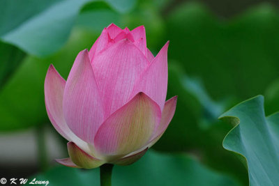 Lotus DSC_8808