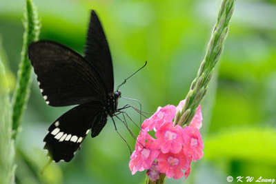 Papilio polytes DSC_9370