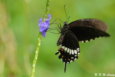 Papilio polytes DSC_9165