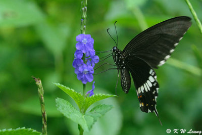 Papilio polytes DSC_9238