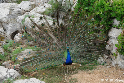 Peacock DSC_6612
