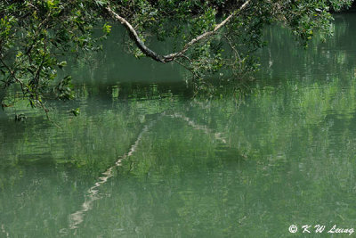 Shing Mun Reservoir DSC_0137