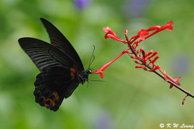 Papilio memnon DSC_2259