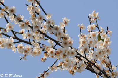 Plum blossom DSC_4141