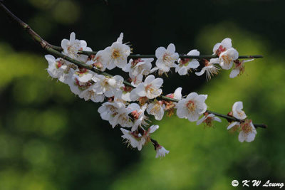 Plum blossom DSC_4169