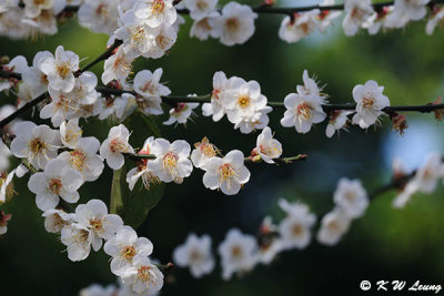 Plum blossom DSC_4199