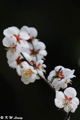 Plum blossom DSC_4268