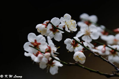 Plum blossom DSC_4267