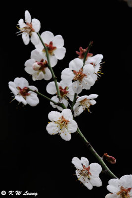 Plum blossom DSC_4258