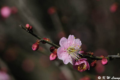 Plum blossom DSC_4474