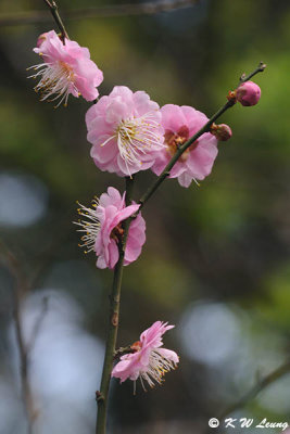 Plum blossom DSC_4443